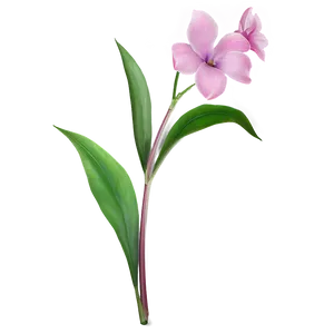 Charming Flower Stem PNG Iip PNG