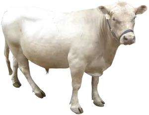 Charolais Cow Standing Transparent Background PNG image