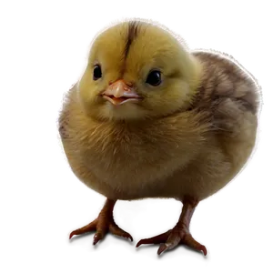 Cheerful Chick PNG Tmn PNG