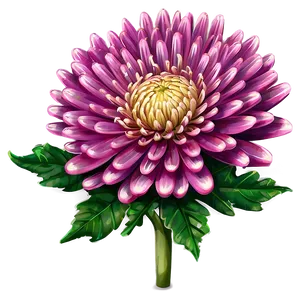 Cheerful Chrysanthemum PNG Btf71 PNG