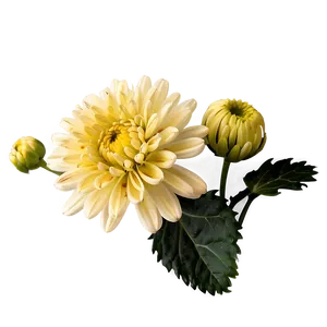 Cheerful Chrysanthemum PNG Odd PNG