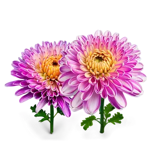 Cheerful Chrysanthemum PNG Sfs16 PNG