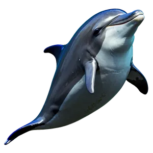 Cheerful Dolphin PNG Jqy79