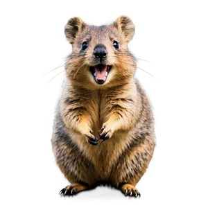 Cheerful Quokka Expression PNG 06242024