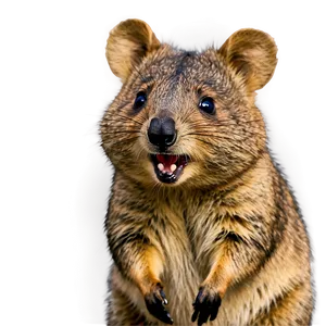 Cheerful Quokka Expression PNG Xiu45 PNG