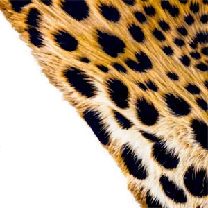 Cheetah Print Detail Shot PNG 05232024