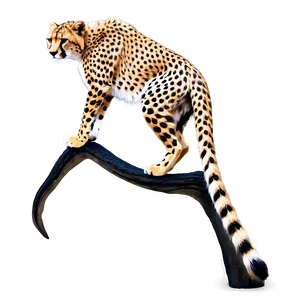 Cheetah Tail Png 06242024 PNG image