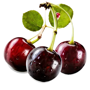 Cherries Isolated PNG 06212024 PNG