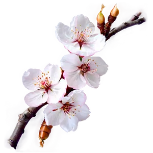 Cherry Blossom A PNG