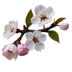 Cherry Blossom Aesthetic PNG 54 PNG