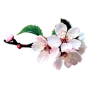 Cherry Blossom Aesthetic Wallpaper PNG 81