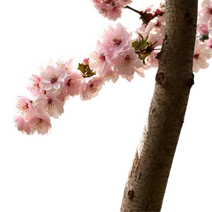 Cherry Blossom Aesthetic Wallpaper Png Vjj1 PNG image