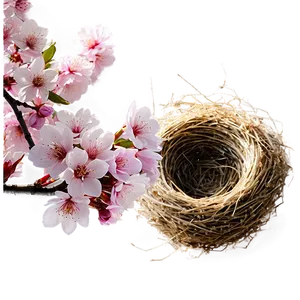 Cherry Blossom And Bird Nest PNG Ohy15 PNG