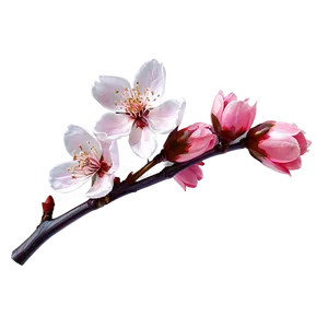 Cherry Blossom Artwork Png Vdn36 PNG image