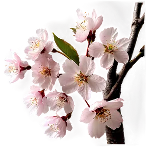 Cherry Blossom B PNG image
