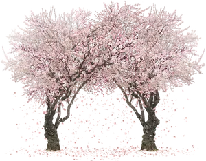 Cherry Blossom Bliss PNG image