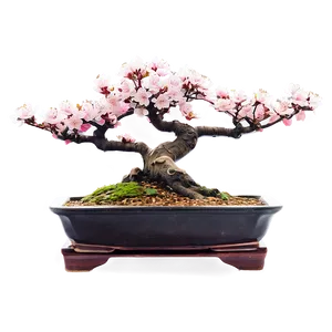 Cherry Blossom Bonsai PNG 13 PNG