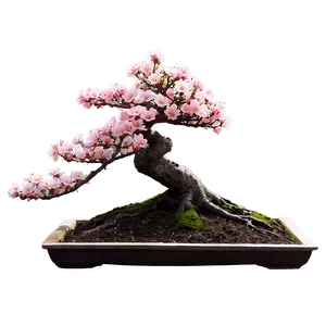 Cherry Blossom Bonsai PNG 88 PNG