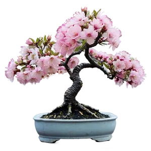 Cherry Blossom Bonsai PNG Dlo92 PNG