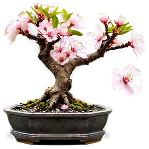 Cherry Blossom Bonsai PNG Juo37 PNG