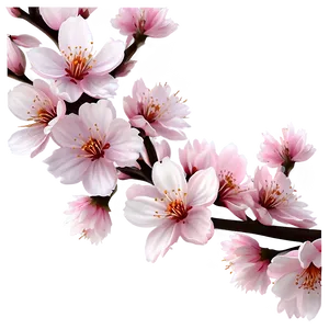 Cherry Blossom Border PNG 06292024 PNG