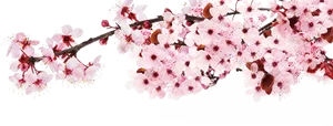 Cherry Blossom Branch Black Background PNG image