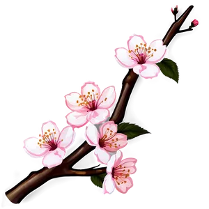 Cherry Blossom Branch Design PNG 05032024