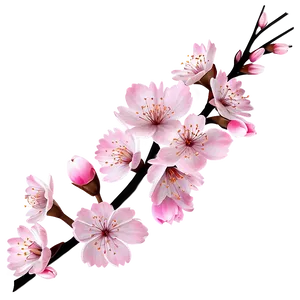 Cherry Blossom Branch Design PNG Xiv41
