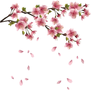 Cherry Blossom Branch Falling Petals PNG image