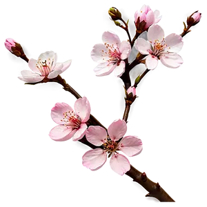 Cherry Blossom Branch PNG Jff