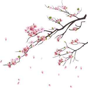 Cherry Blossom Branches Black Background