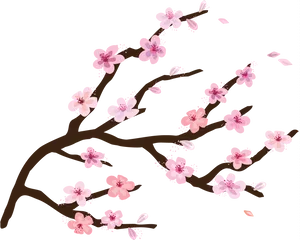 Cherry Blossom Branches Illustration