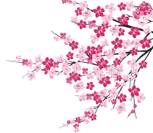 Cherry Blossom Branches Illustration PNG image