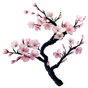Cherry Blossom Branches PNG Lna PNG