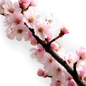 Cherry Blossom By River Photo PNG 05212024