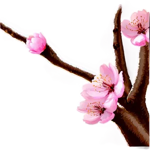 Cherry Blossom C PNG image