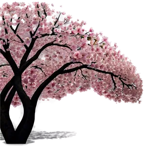 Cherry Blossom Canopy PNG 05242024 PNG