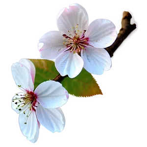 "cherry Blossom Charm: Delicate Flower PNG" D