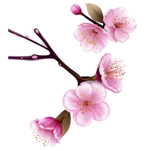 Cherry Blossom Drawing PNG Aik