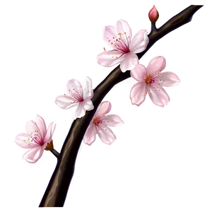 Cherry Blossom Drawing PNG Oui60