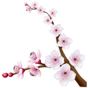 Cherry Blossom Drawing PNG Ujt63