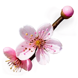 Cherry Blossom Emoji Expression PNG 05032024