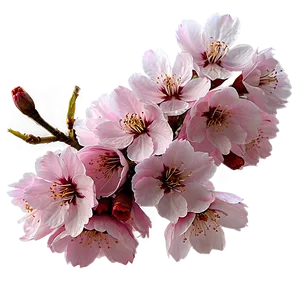 Cherry Blossom Emoji Expression PNG 97