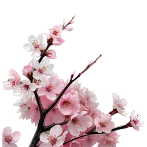 Cherry Blossom Fantasy PNG 06292024 PNG