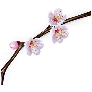 Cherry Blossom Festival Graphics PNG 40