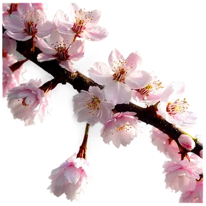 Cherry Blossom Festival PNG 68 PNG