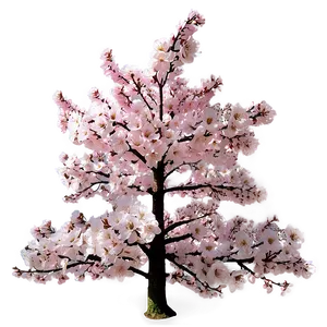 Cherry Blossom Festival Tree PNG 15