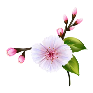 Cherry Blossom Flower D PNG image