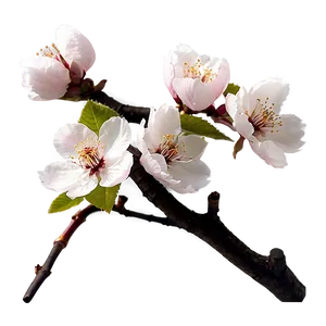 Cherry Blossom Flower PNG 06292024