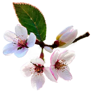 Cherry Blossom Flower Transparent PNG Ajl PNG